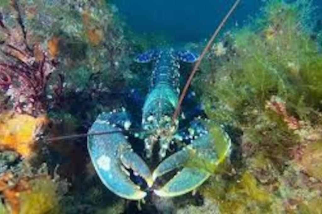 Gite Entre Mer Et Abers Landéda Buitenkant foto